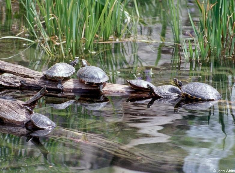 Turtles; DISPLAY FULL IMAGE.