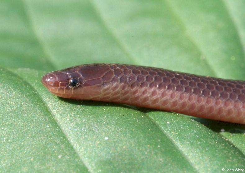Eastern Worm Snake (Carphophis amoenus amoenus) close-up; DISPLAY FULL IMAGE.