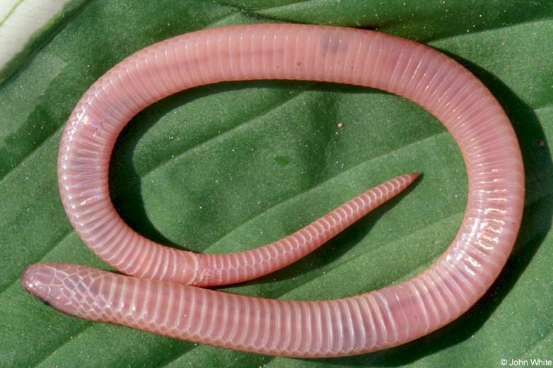 Eastern Worm Snake (Carphophis amoenus amoenus) venter; DISPLAY FULL IMAGE.