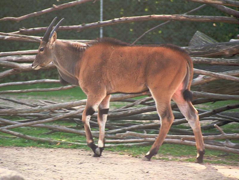 Already on my web page but forgotten to post - Eland in Copenhagen Zoo; DISPLAY FULL IMAGE.