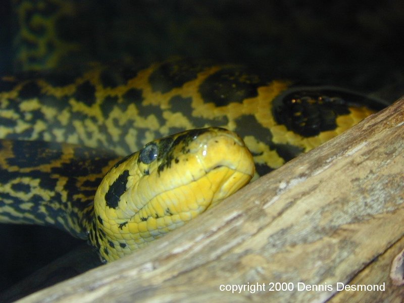 yellow anaconda; DISPLAY FULL IMAGE.