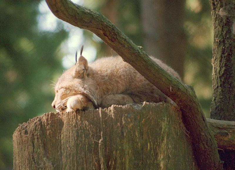 Been to Nindorf Wild Animal Park on Sunday - Twilight lynx taking a nap; DISPLAY FULL IMAGE.