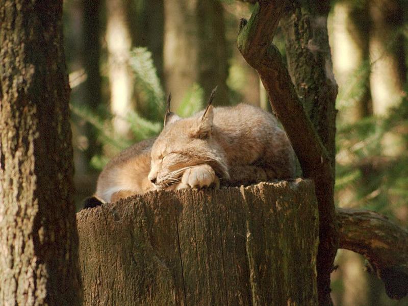 As threatened: Nindorf Wild Animal Park lynx, nap 2; DISPLAY FULL IMAGE.