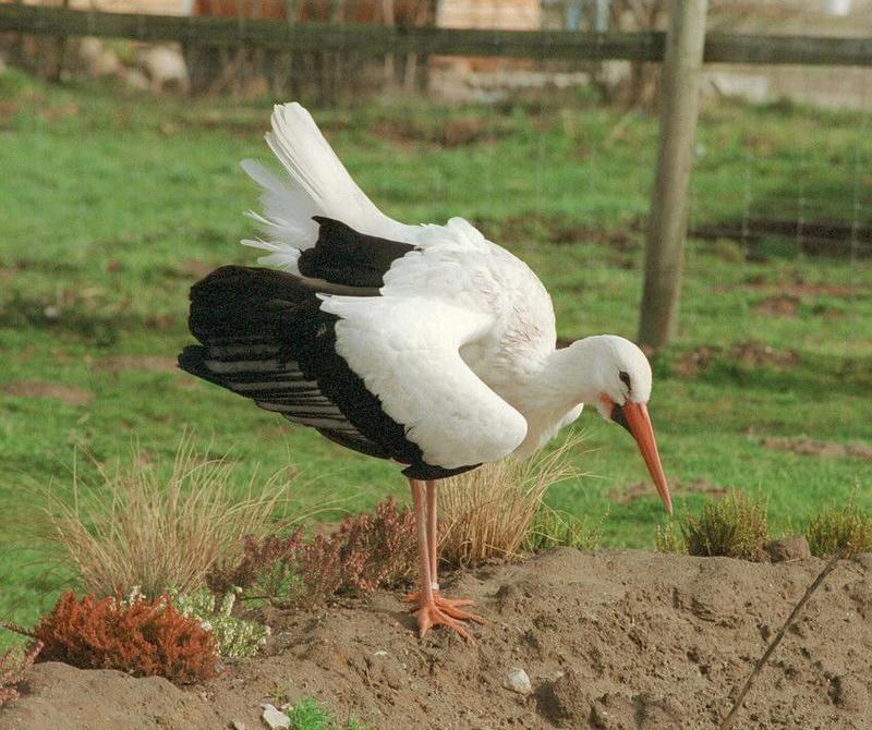 Presenting his (her?) beauty for the other sex - European white stork in Kruezen Animal park; DISPLAY FULL IMAGE.
