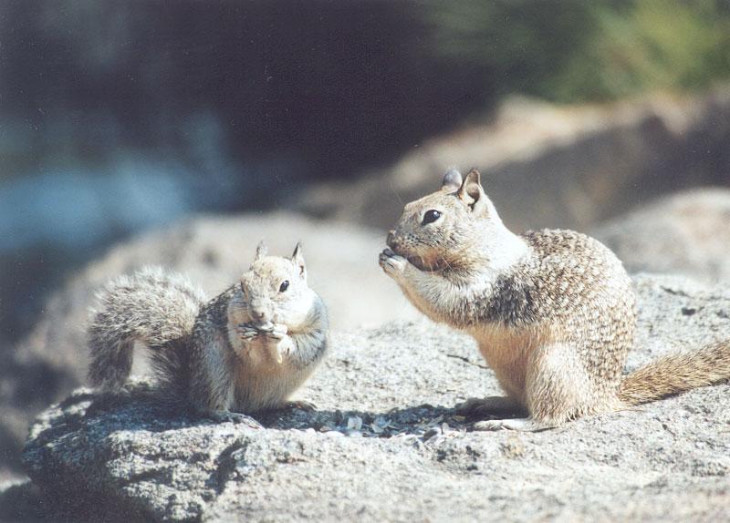 California Ground Squirrel febng2; DISPLAY FULL IMAGE.