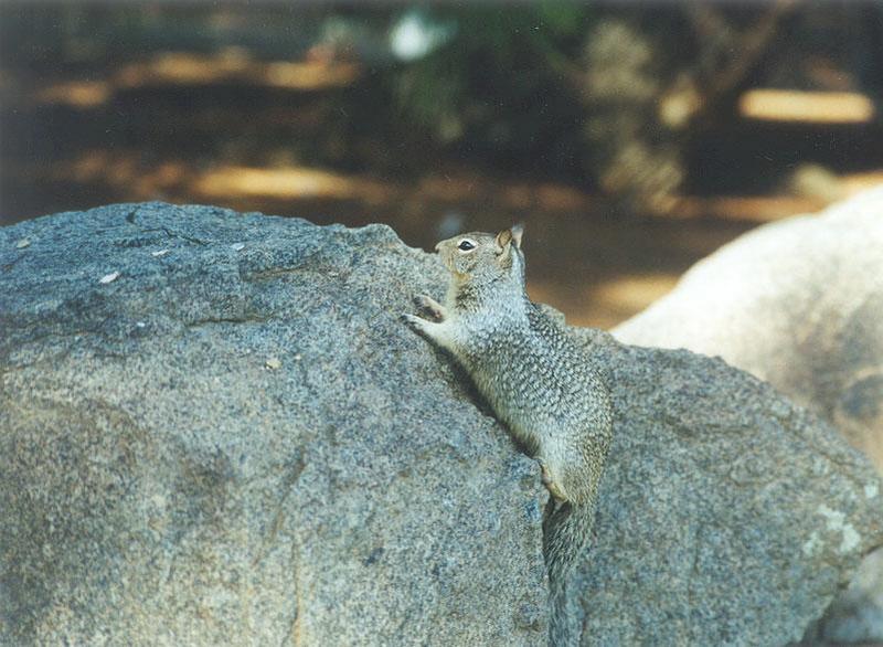 Calif Ground Squirrel febng8; DISPLAY FULL IMAGE.