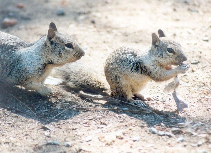 California Ground Squirrel; DISPLAY FULL IMAGE.