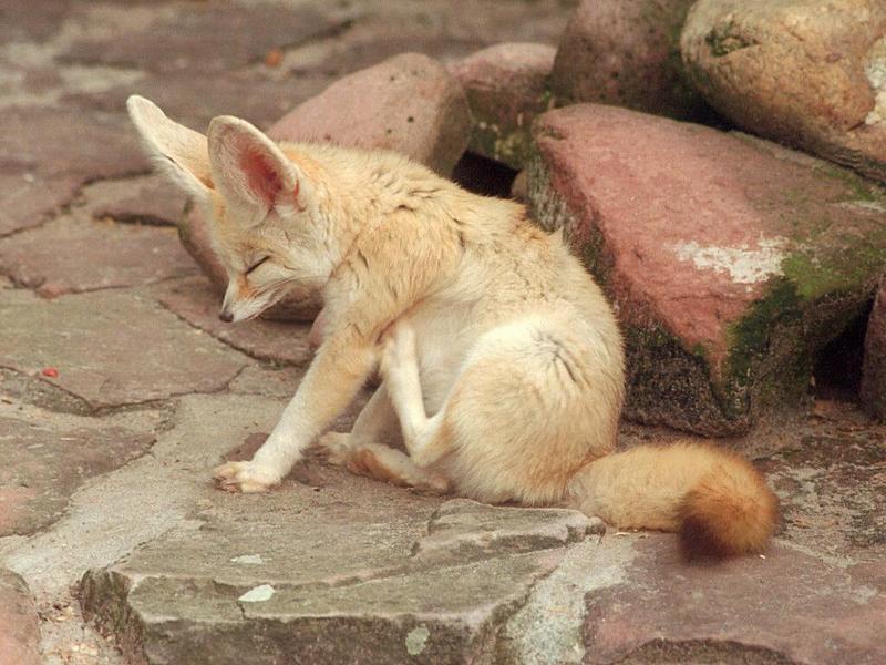 Cutest ears contest, competitor three - Itchy Fennec fox in Heidelberg Zoo; DISPLAY FULL IMAGE.