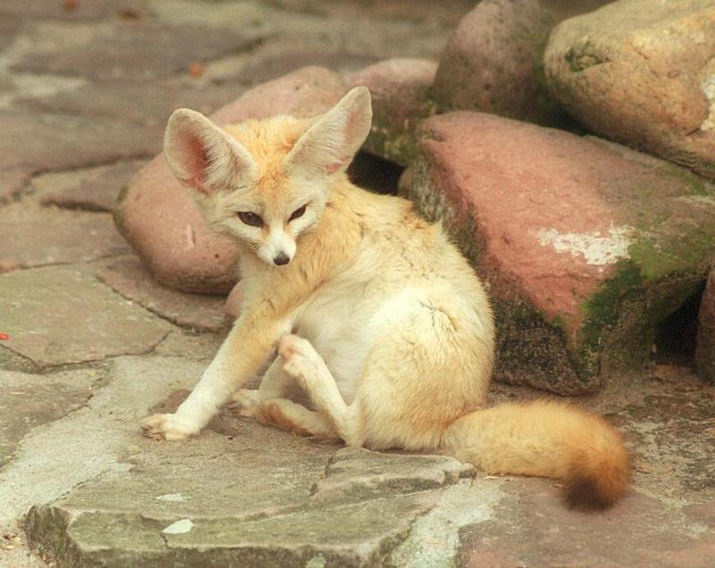 Ears, eyes, tail and a little bit between :-) Fennec fox in Heidelberg Zoo; DISPLAY FULL IMAGE.