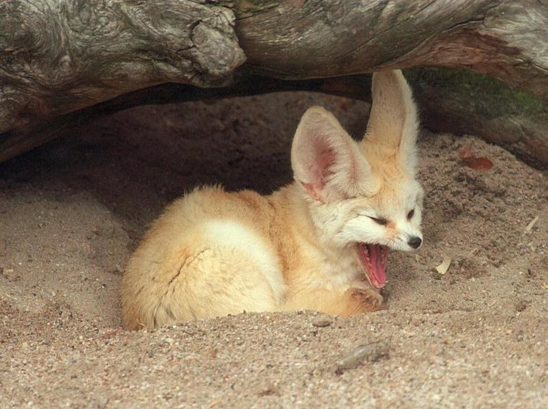 This predator will devour it all :-) More Heidelberg Zoo Fennec fox; DISPLAY FULL IMAGE.