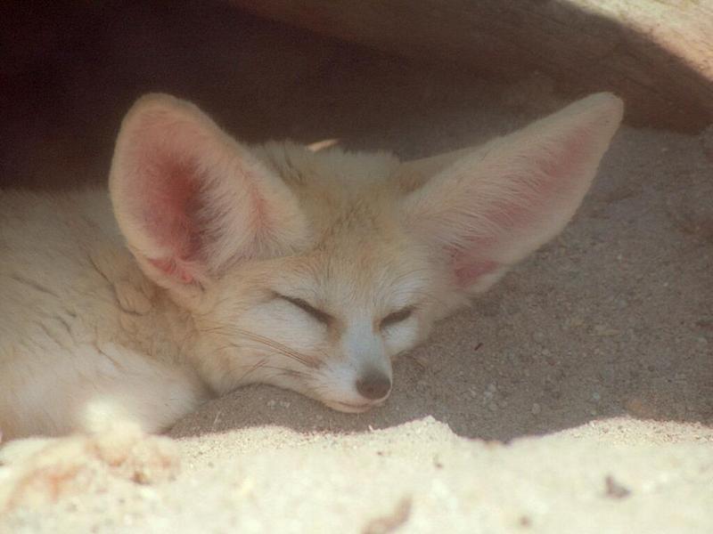 Two of the sweetest ears I've ever photographed :-) Fennec fox nap in Heidelberg Zoo; DISPLAY FULL IMAGE.