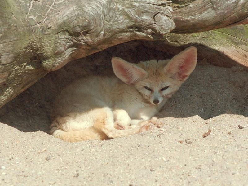One more rescan/repost - Fennec fox in Heidelberg Zoo; DISPLAY FULL IMAGE.