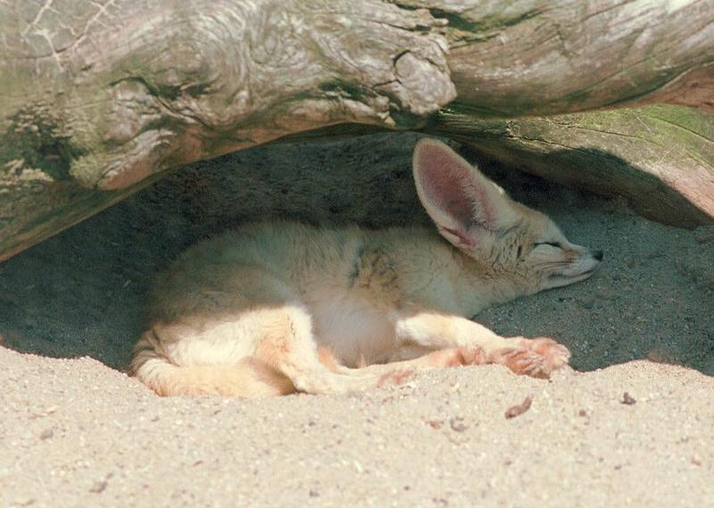 Haven't posted for a while - Fennec Fox in Heidelberg Zoo - This is notwhat I've been doing :-); DISPLAY FULL IMAGE.