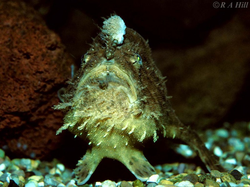 . . . . and the Beast (Frogfish); DISPLAY FULL IMAGE.