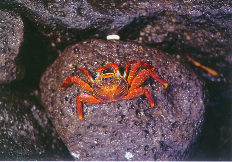 Galapagos-RedCrab-OnRock.jpg [01/01]; DISPLAY FULL IMAGE.