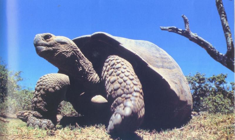 Galapagos Gaiant Tortoise - Galapagos Giant Tortoise; DISPLAY FULL IMAGE.