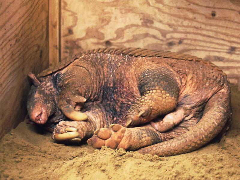 Re: Wanted: Giant Armadillo; DISPLAY FULL IMAGE.