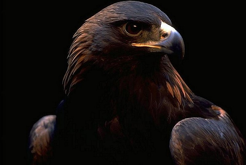 My own custumized wall papers, in JPG format - Golden Eagle; DISPLAY FULL IMAGE.