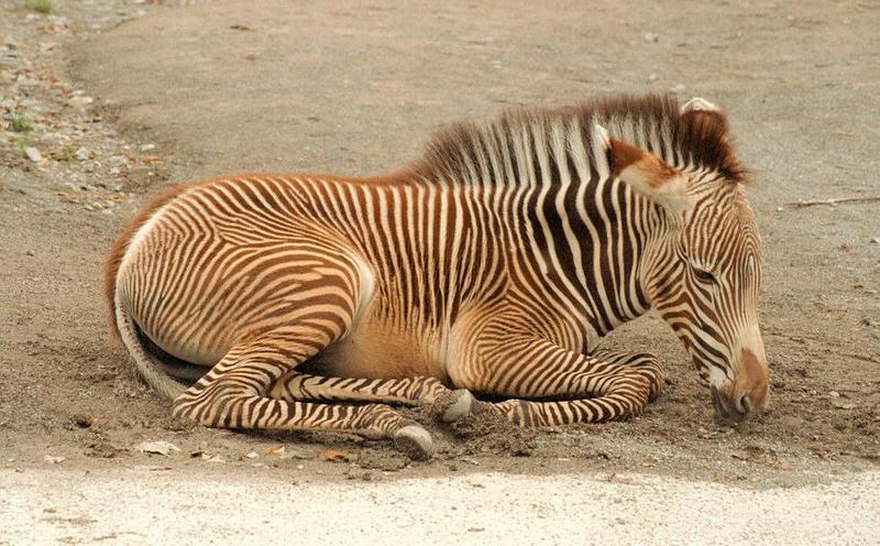 Do not adjust your monitor - the stripes are for real - Zebra foal in Wilhelma Zoo; DISPLAY FULL IMAGE.