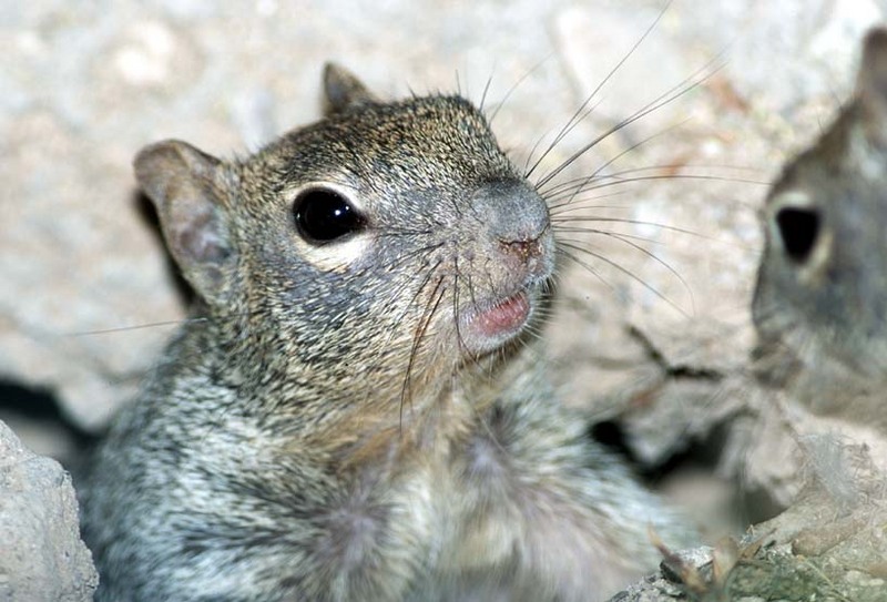 Baby Squirrel; DISPLAY FULL IMAGE.