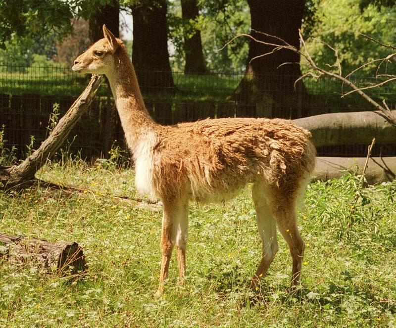 Scanned some days ago but forgotten to post - Guanaco in Wilhelma Zoo; DISPLAY FULL IMAGE.