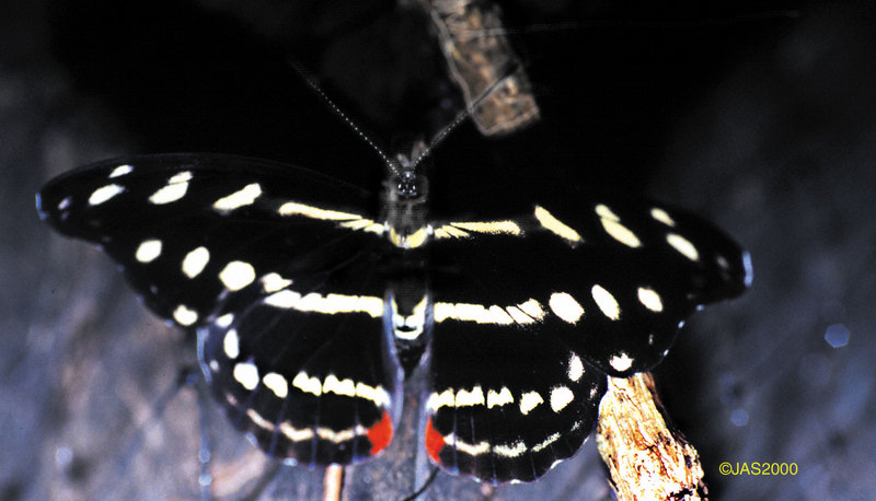(Butterflies) File 2 of 4 - Heliconius Charitonius.jpg; DISPLAY FULL IMAGE.