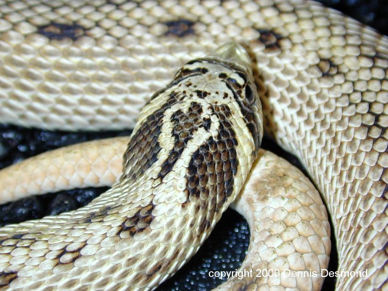 Mexican Hognose - axanthic phase; DISPLAY FULL IMAGE.