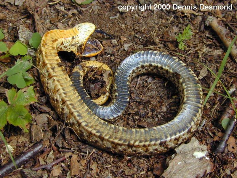 Re: Eastern Hognose - playing dead; DISPLAY FULL IMAGE.