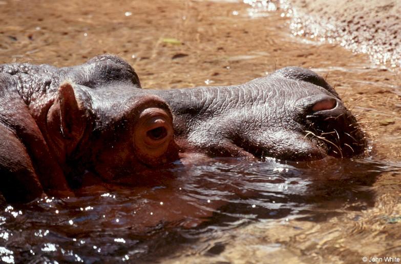 hippopotamus; DISPLAY FULL IMAGE.