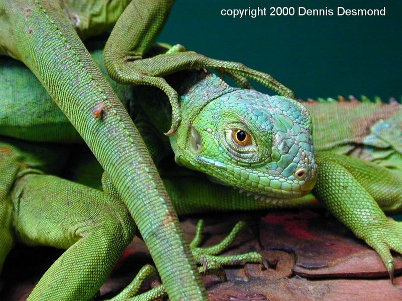 iguana babies; DISPLAY FULL IMAGE.