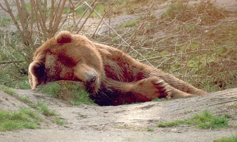 Another misexposed pic saved by the Coolscan - Kodiak Bear in Nindorf Animal Park; DISPLAY FULL IMAGE.