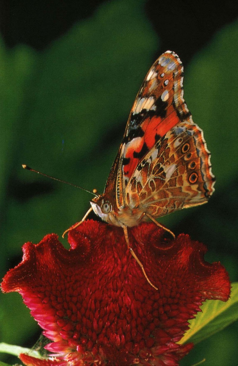 사라져 가는 우리 나비... 원본입니다. 15 큰멋쟁이나비 Vanessa indica; DISPLAY FULL IMAGE.