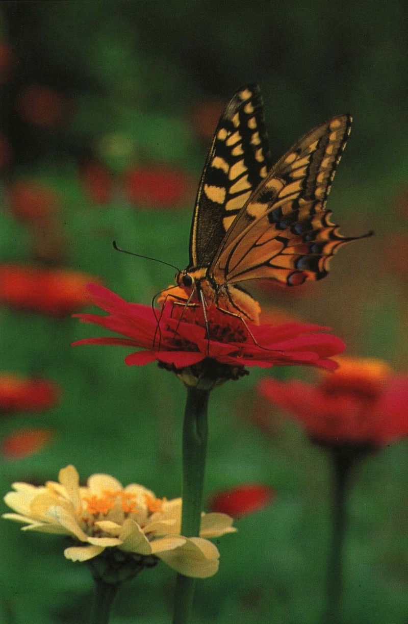사라져 가는 우리 나비...원본입니다. 2 산호랑나비 Papilio machaon; DISPLAY FULL IMAGE.