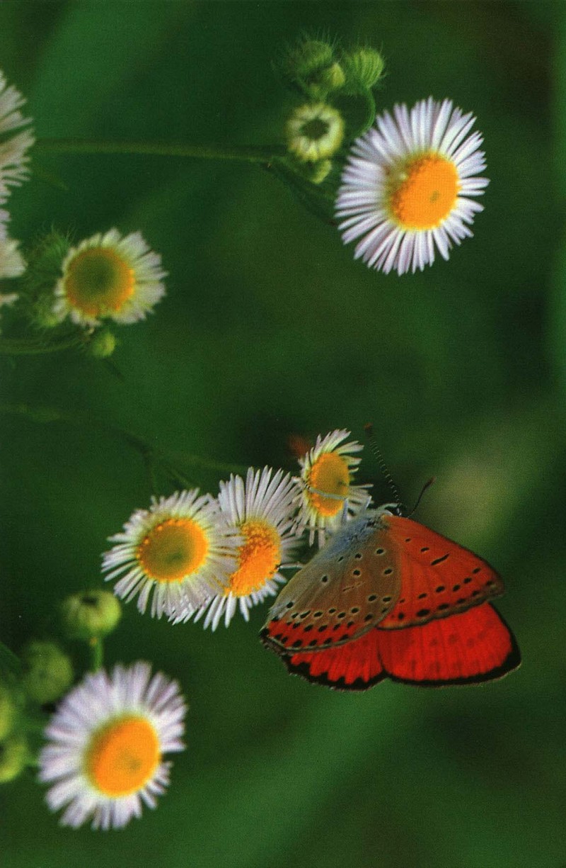 사라져 가는 우리 나비....원본입니다. 큰주홍부전나비 Lycaena dispar; DISPLAY FULL IMAGE.