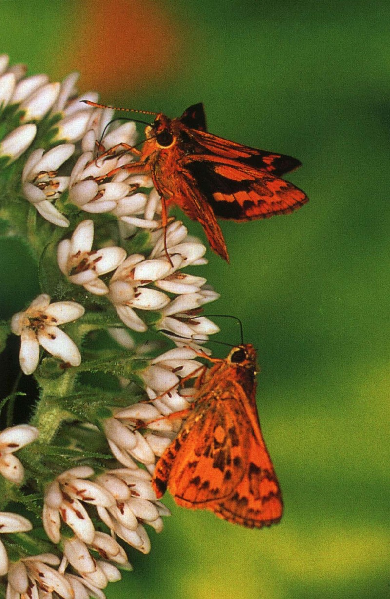 사라져 가는 우리 나비... 원본입니다. 16  황알락팔랑나비 Potanthus flavus; DISPLAY FULL IMAGE.