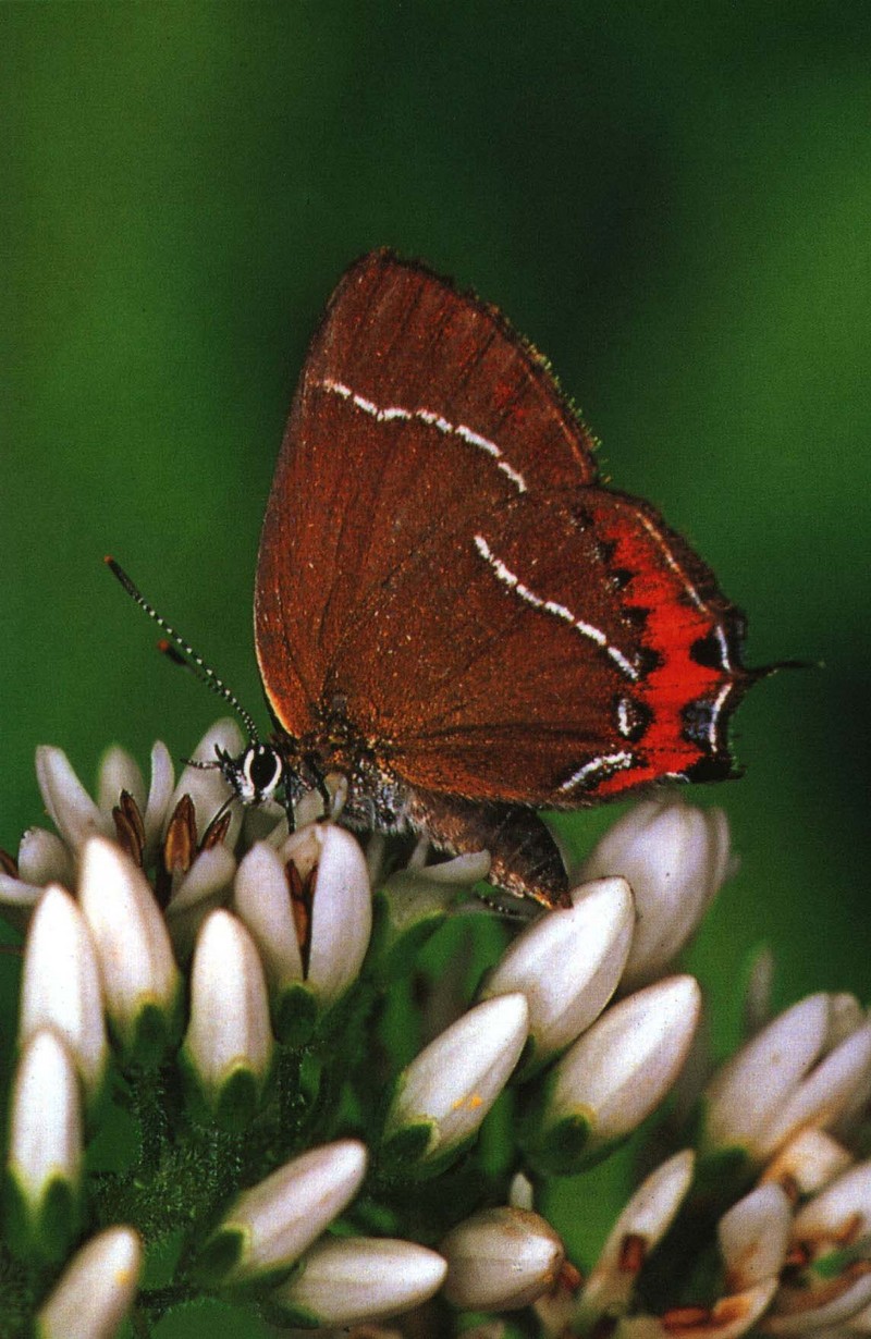 사라져 가는 우리 나비... 원본입니다. 11 산꼬마까마귀부전나비 Fixenia sp.; DISPLAY FULL IMAGE.