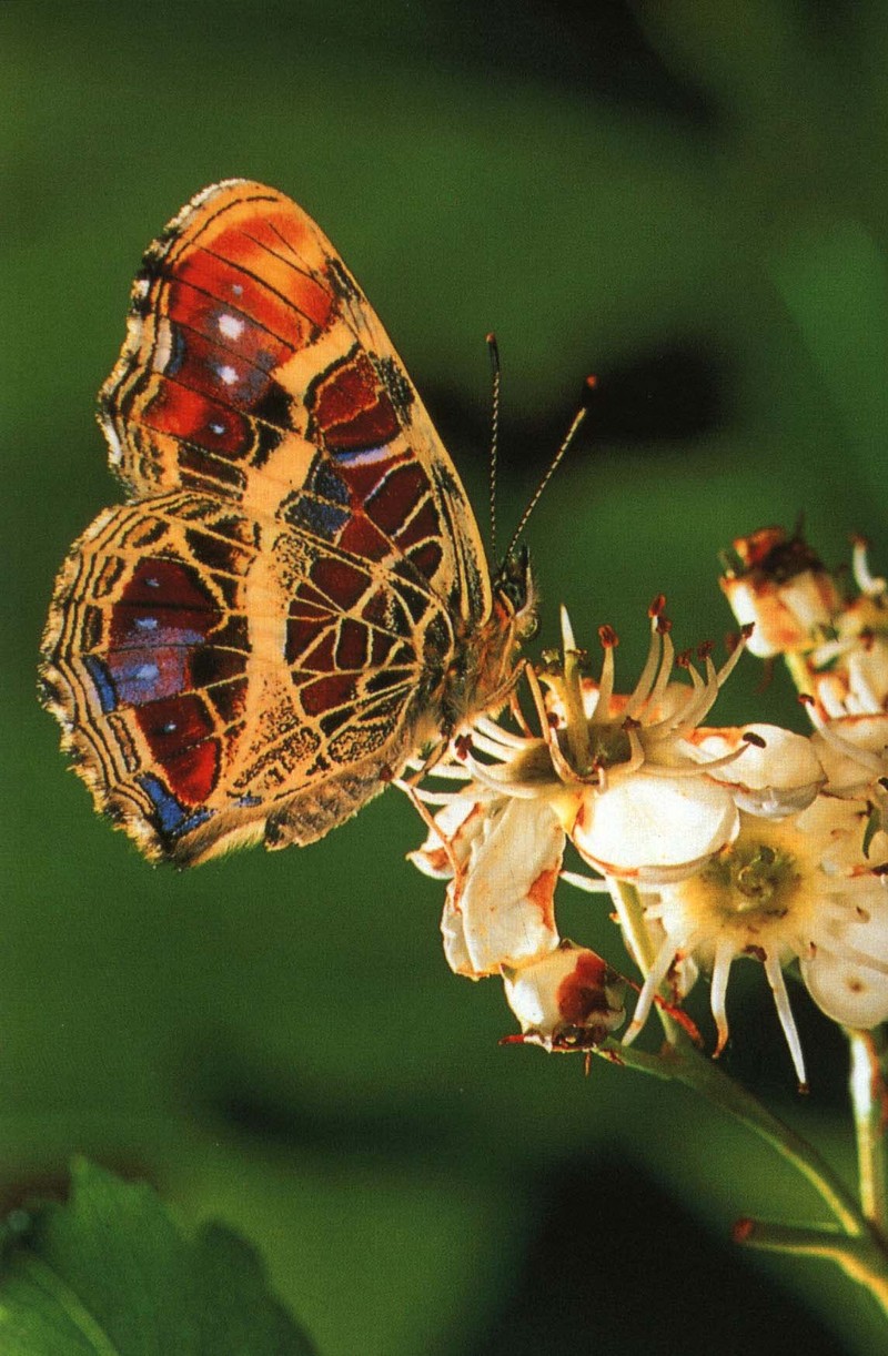사라져 가는 우리 나비... 원본입니다. 9 거꾸로여덟팔나비 Araschnia burejana; DISPLAY FULL IMAGE.