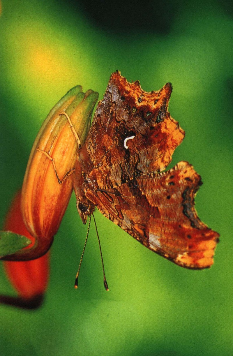 사라져 가는 우리 나비... 원본입니다. 6 산네발나비 Polygonia c-album; DISPLAY FULL IMAGE.