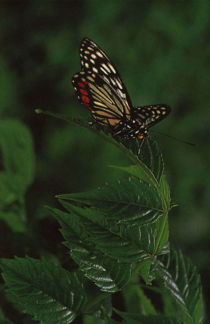 사라져 가는 우리 나비... 원본입니다. 5 홍점알락나비 Hestina assimilis; DISPLAY FULL IMAGE.