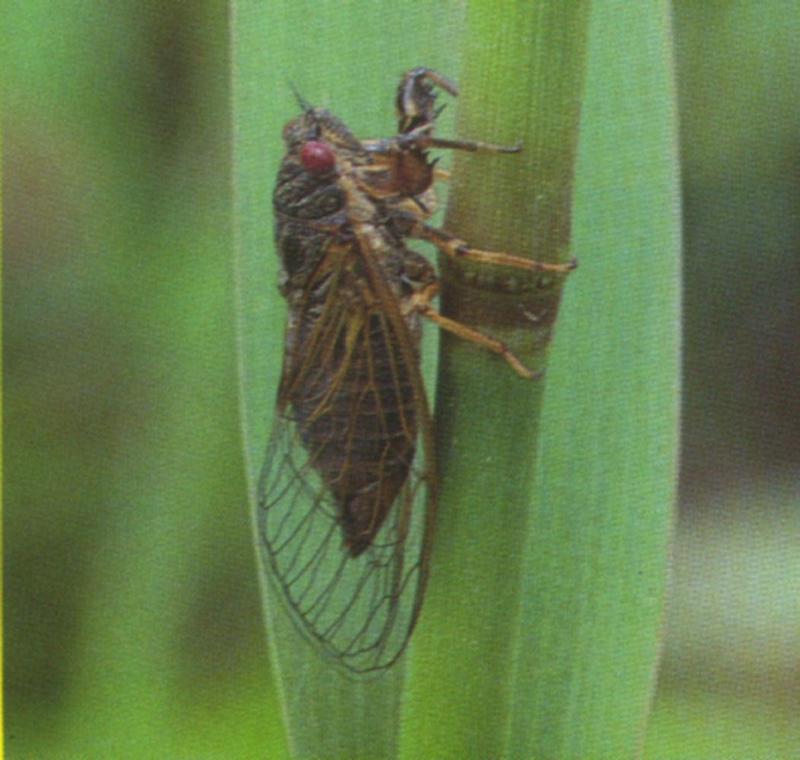 Cicadetta isshikii / Korean grass cicada (고려풀매미); DISPLAY FULL IMAGE.