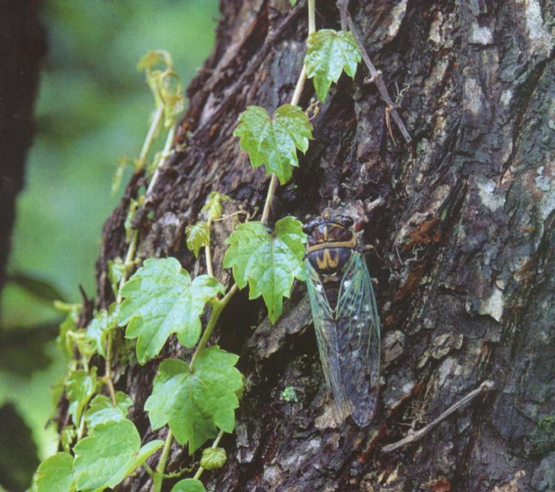 참깽깽매미 Tibicen intermedius (Korean harvestman cicada); DISPLAY FULL IMAGE.
