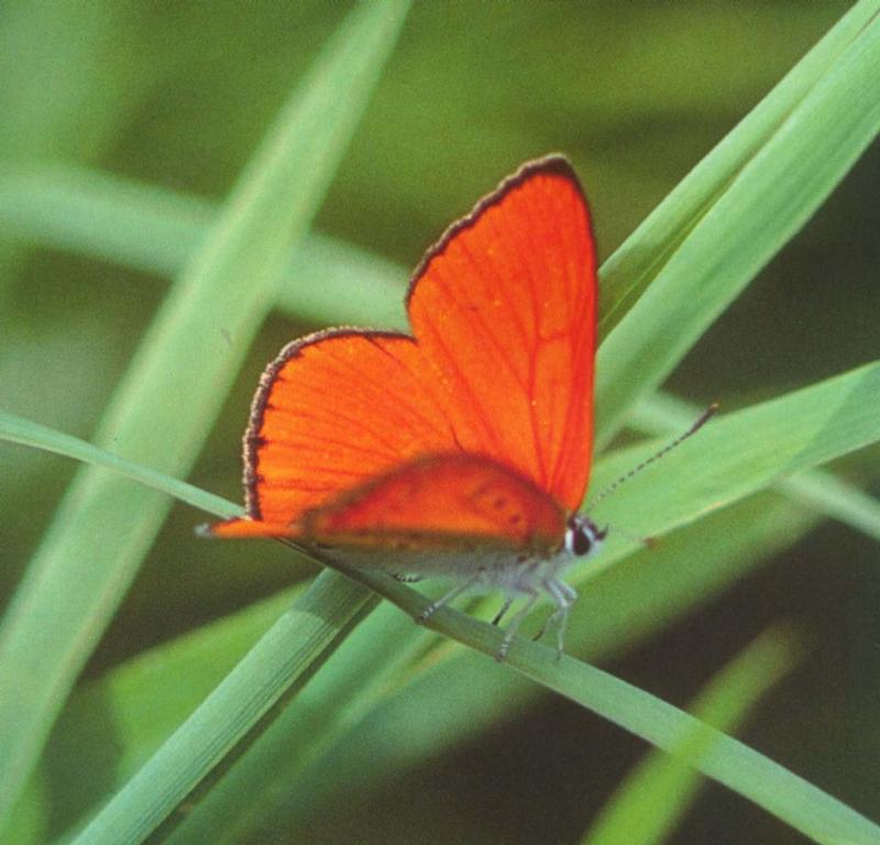 큰주홍부전나비 Lycaena dispar (Large Copper Butterfly); DISPLAY FULL IMAGE.