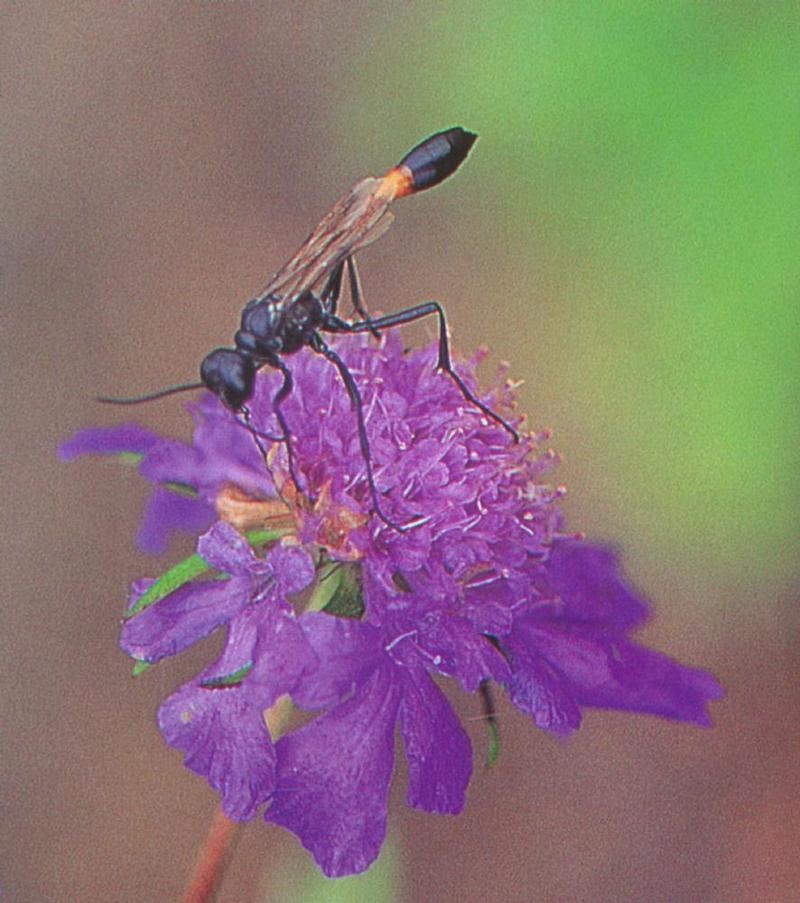애기나나니 Ammophila campoctris (mud dauber wasp); DISPLAY FULL IMAGE.