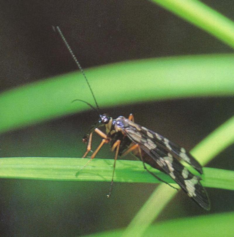 Scorpion Fly (Panorpa coreana) (참밑들이); DISPLAY FULL IMAGE.
