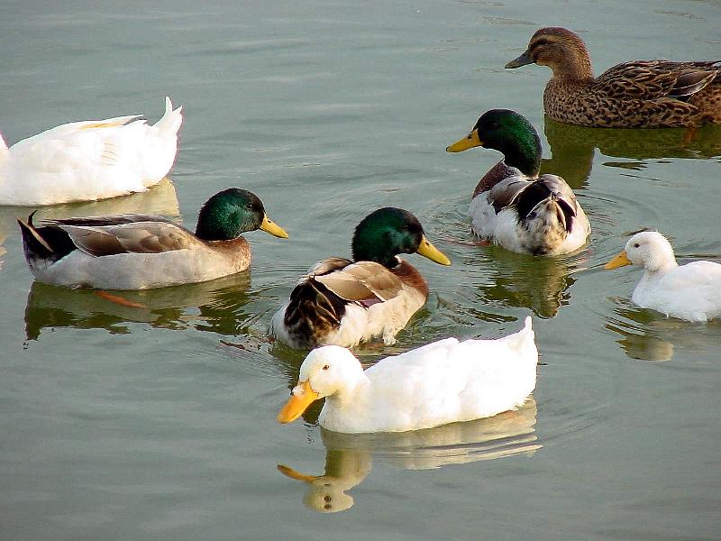 Mallard Ducks and Domestic Ducks 01; DISPLAY FULL IMAGE.