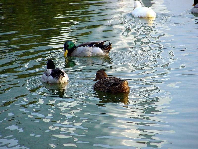 Mallard Ducks and Domestic Ducks 03; DISPLAY FULL IMAGE.
