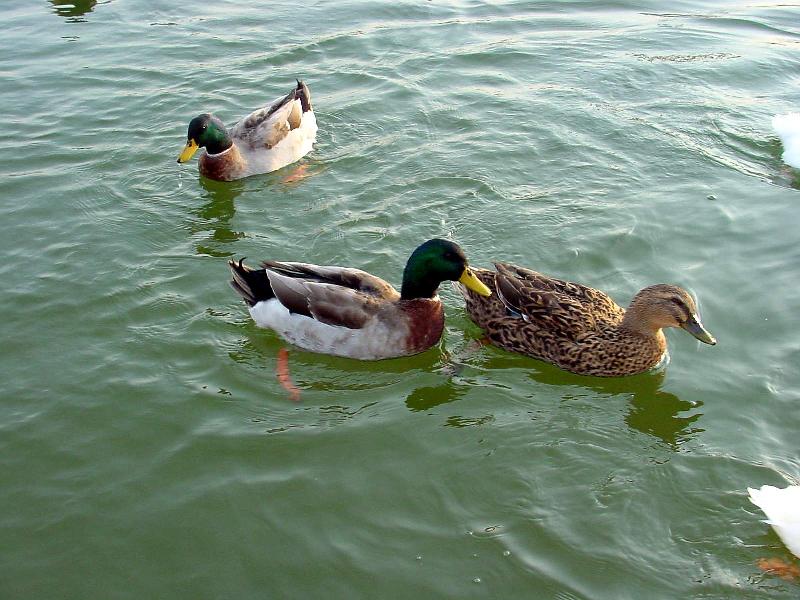 Mallard Ducks and Domestic Ducks 07; DISPLAY FULL IMAGE.