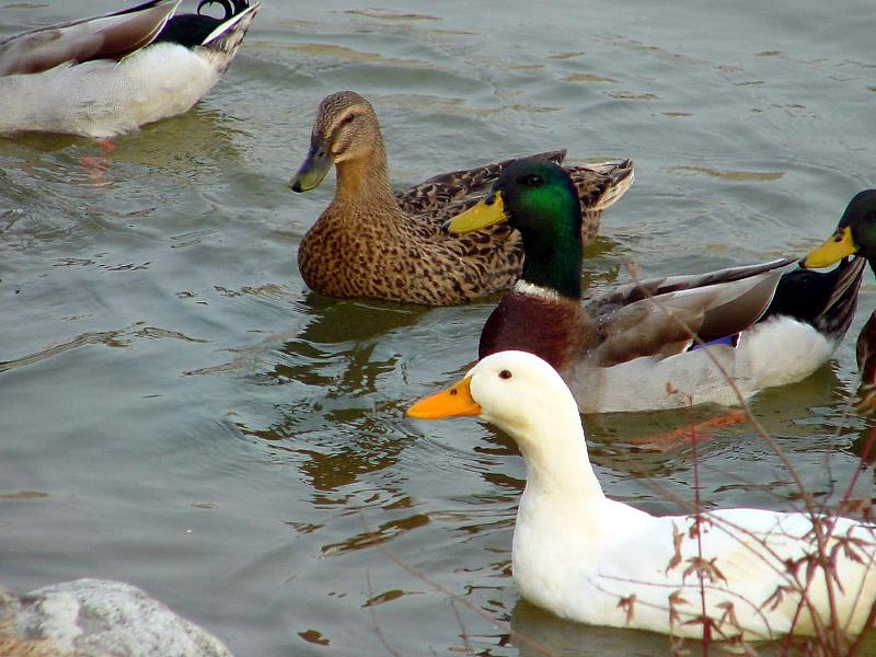 Mallard Ducks and Domestic Ducks 09; DISPLAY FULL IMAGE.