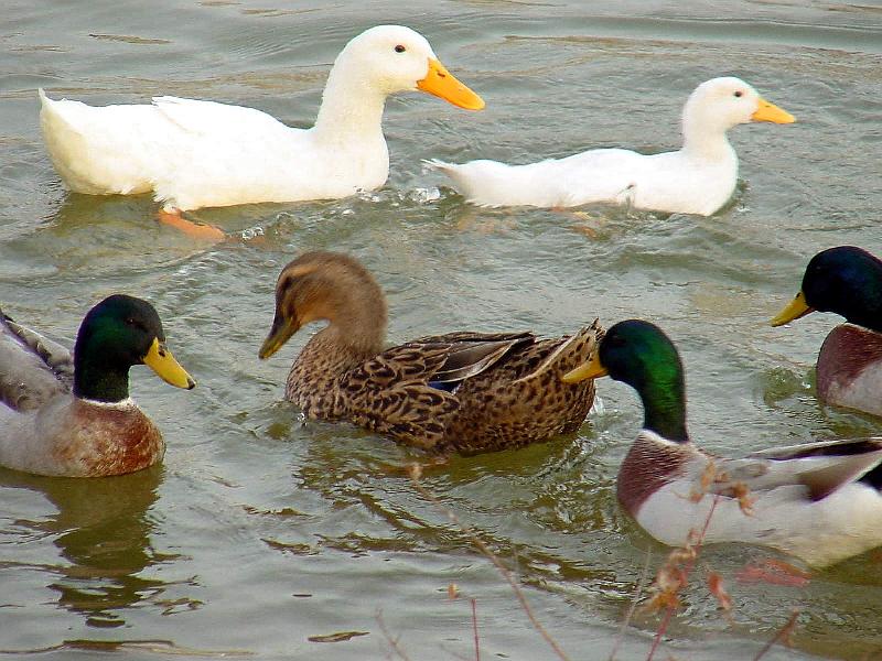Mallard Ducks and Domestic Ducks 10; DISPLAY FULL IMAGE.