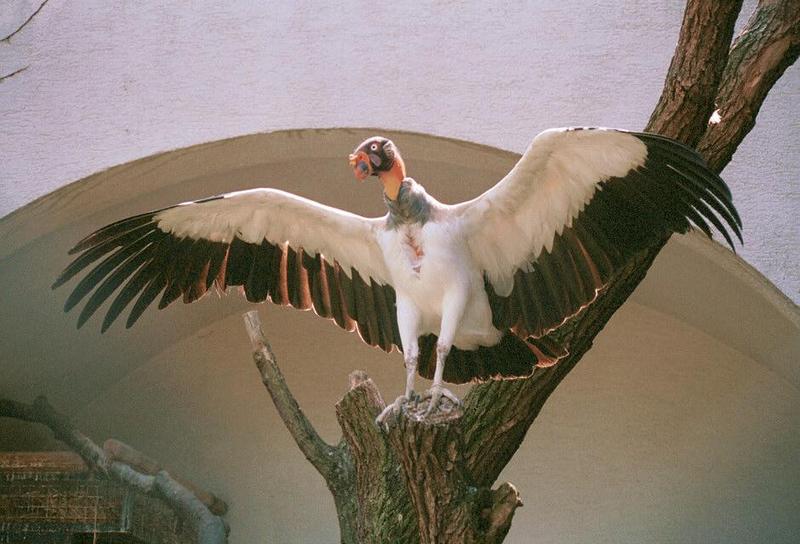 Another Wilhelma Zoo beauty - King Vulture cooling off; DISPLAY FULL IMAGE.